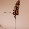 Fleur Orki