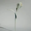 Fleur Pili